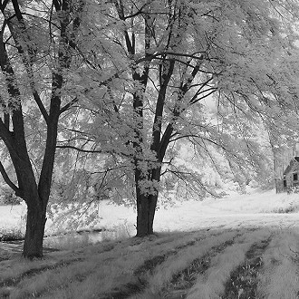 Dock on the Farm Pond     infrared photograph    Artist:  RICHARD WUNSCH  Peaceful, tranquil and beautiful. The choice to print this photograph as a monotone set the mood for the entire piece. It is a thoughtful composition and overall professionally put together piece of art.