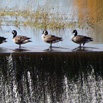 “View of the Milwaukee River Dam in Barton, WI” by Artist, Linda Memmel