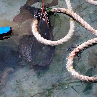 “Strange Lake: Roped & Broken” by Artist, George J Miller